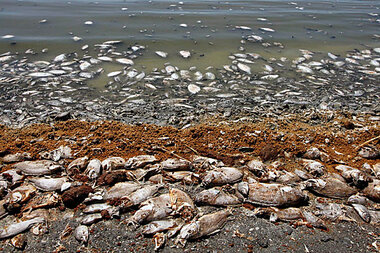 Documentary Points To What Could Happen If Salton Sea Isn't Restored