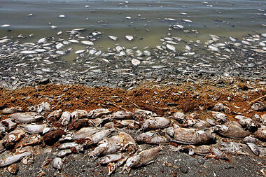 Documentary Points To What Could Happen If Salton Sea Isn't Restored