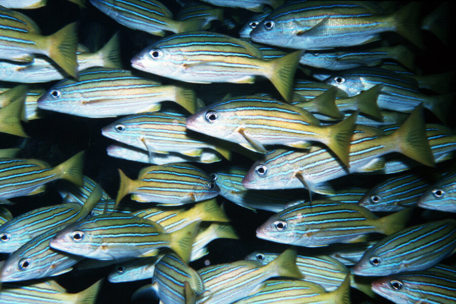 Oxygen-starved fish to shrink significantly due to global warming ...