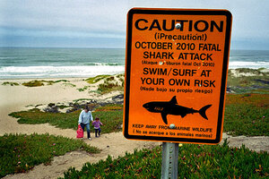 shark attacks surfer