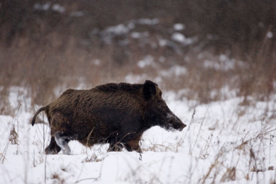 Wild boar attacks four people in Berlin - CSMonitor.com