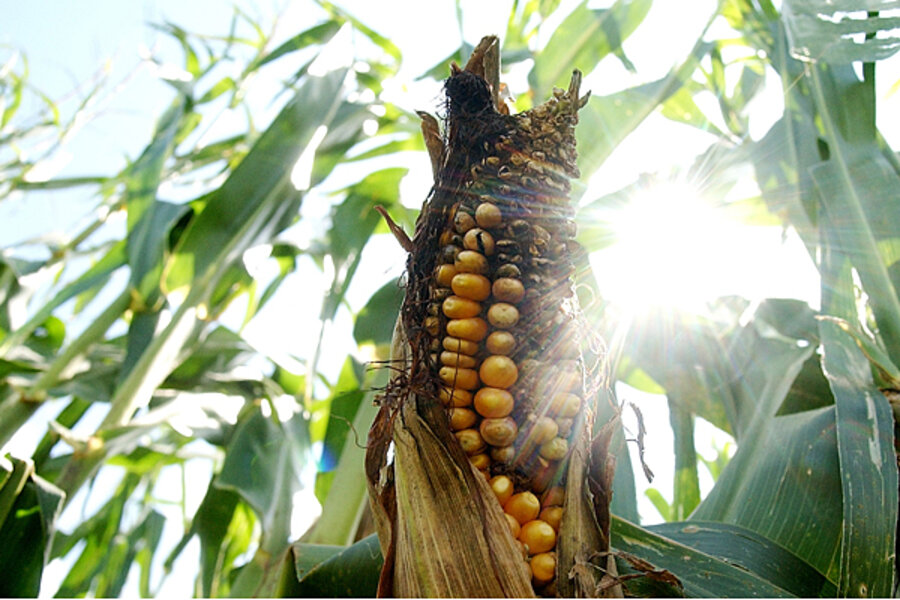 EPA rejects suspension of cornbased ethanol mandate
