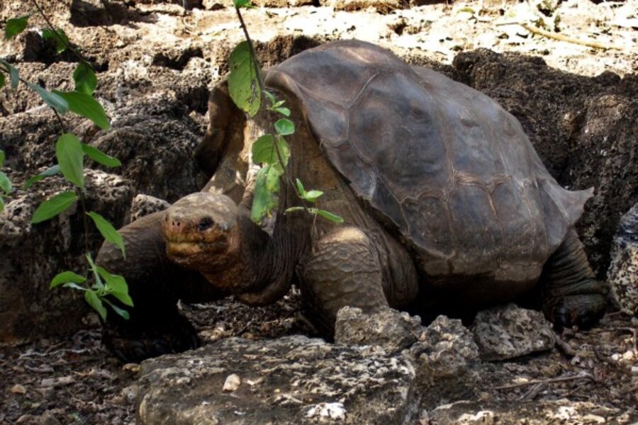 Galapagos tortoise: a resurrection from extinction? - CSMonitor.com