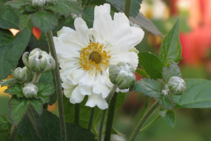 fall blooming anemones csmonitor