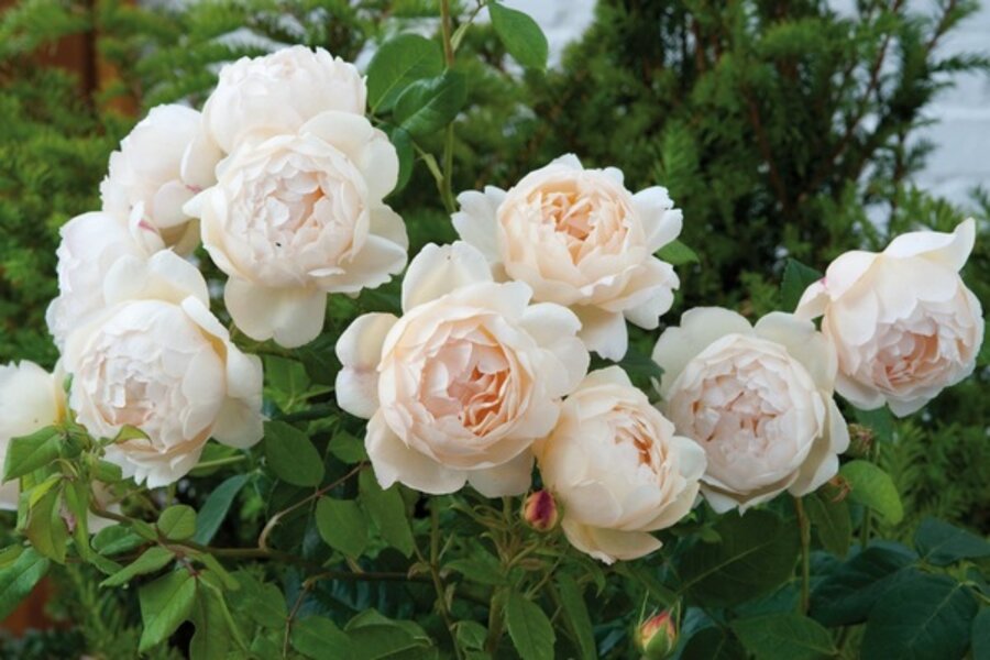 David Austin Rose Food Reviews David Austin Rose Food Reviews