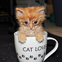 CATITUDE! The amazing world of cats - CSMonitor.com