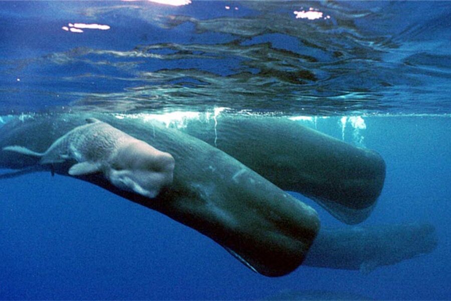 Sperm vomit whale