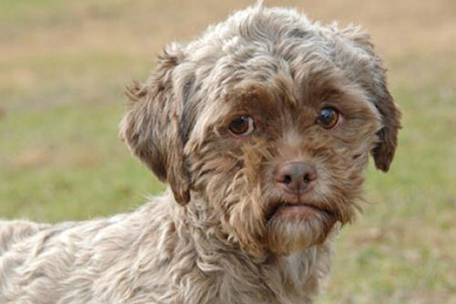 Tonik, dog with human face, up for adoption 