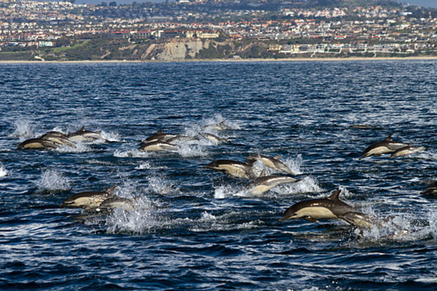 Super mega dolphin pod off San Diego: Why the big party? - CSMonitor.com