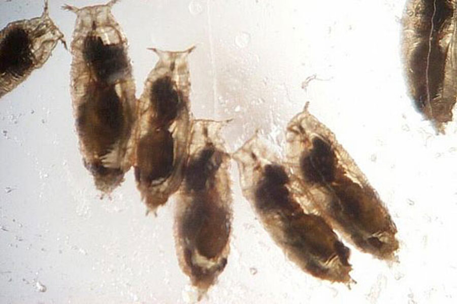 8 Things You Didn't Know About Fruit Flies