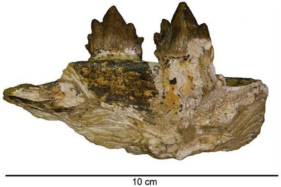 Shark-eating whales? Scientists identify four new whale species