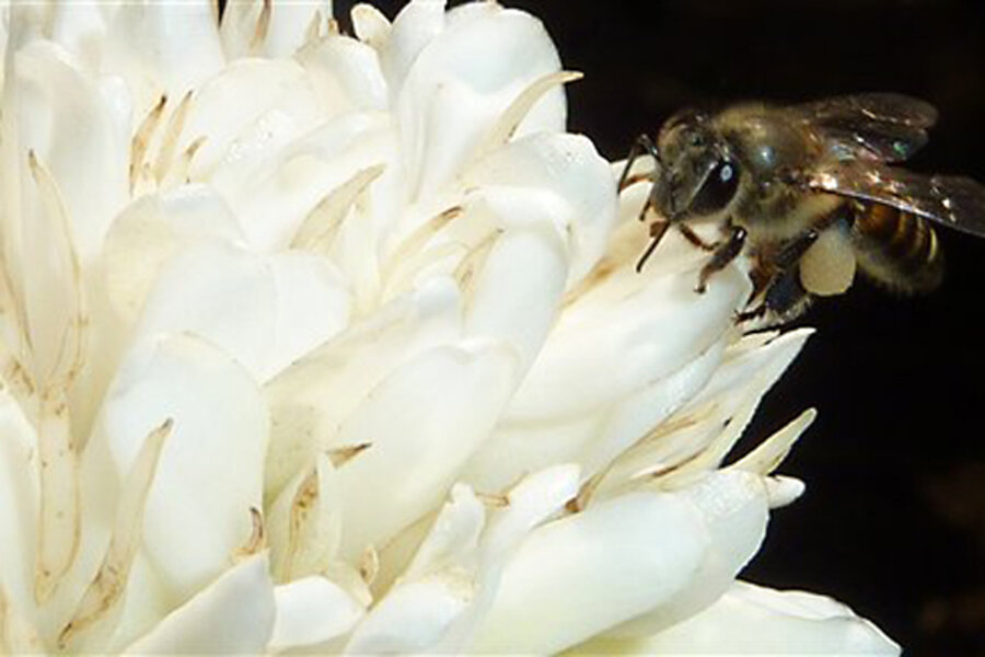 Bee get. Пчела пьет нектар. Как пьют пчелы.