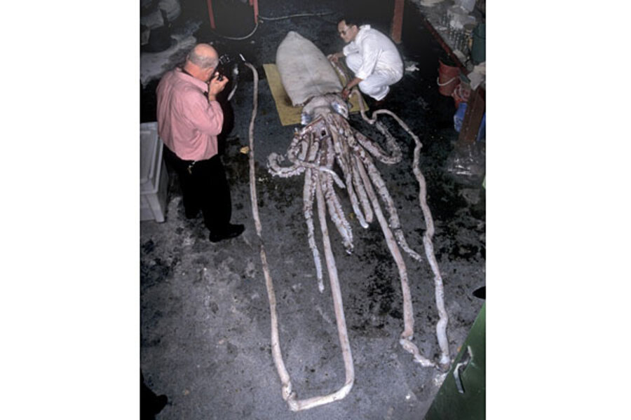 Giant squid all one species, study finds - CSMonitor.com