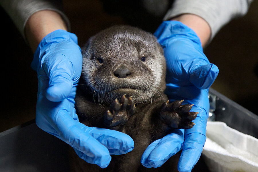 american river otter in zoo setting essay american river otter in zoo setting essay