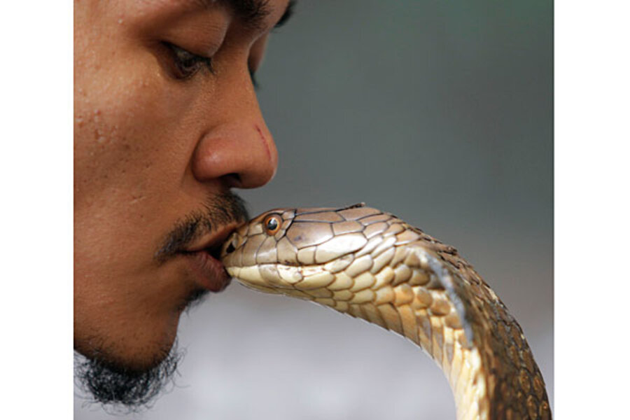 53 king cobras in car?! Vietnam man caught illegally transporting