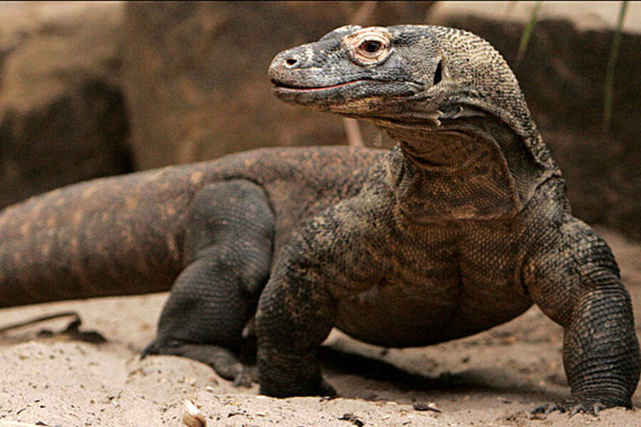 komodo dragon attacking a deer