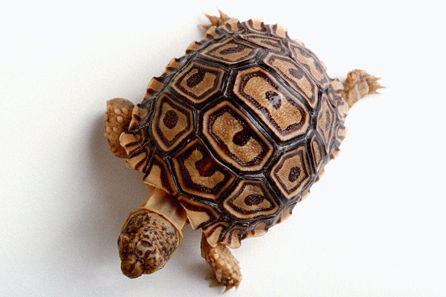 Turtle shell. Tortoise Shell. Great Turtle Shell. Tortoise  Shell texture.