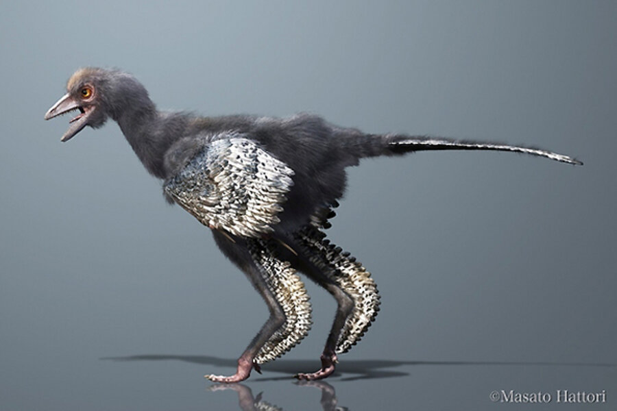 World's first bird? New fossil bumps Archaeopteryx off its perch. -  