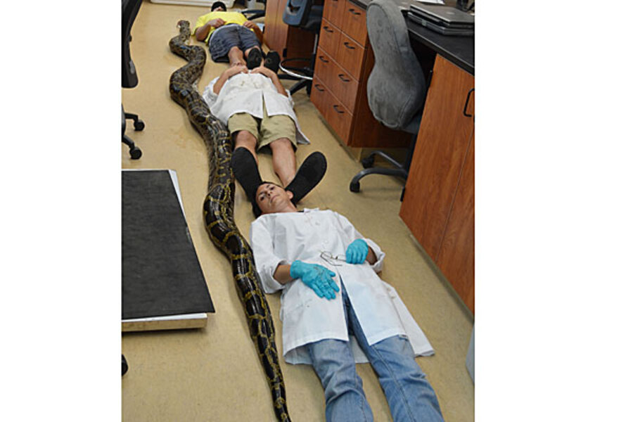 19foot python killed in Florida