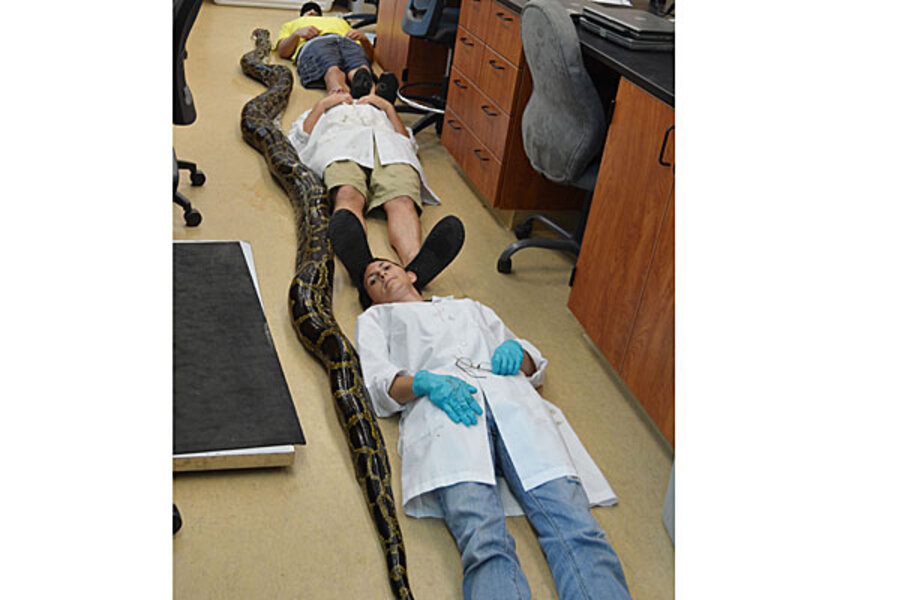 frame size python CSMonitor.com 19 python in Florida foot killed frame size python CSMonitor.com 19 python in Florida foot killed