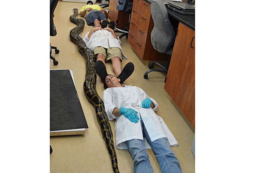 frame size python python in Florida killed CSMonitor.com 19   foot