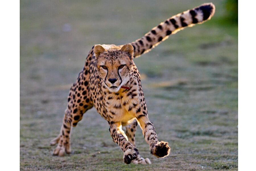 Cheetahs' speed is only half the story, study finds Cheetahs' speed is only half the story, study finds