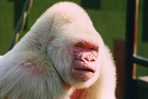 albino gorilla eye color