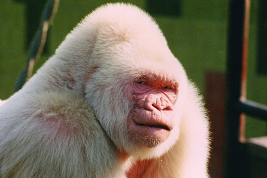 Albino gorilla was product of inbreeding, finds study 