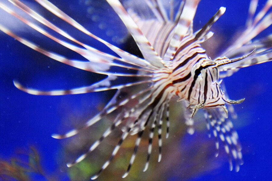 Predatory lionfish now a confirmed invader in the deep Atlantic ...