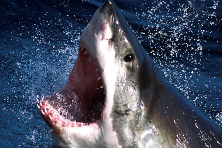 great white shark packs