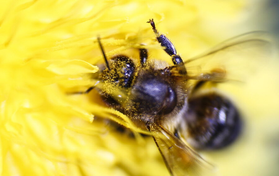 How spiders use an electrical charge to trap insects - CSMonitor.com