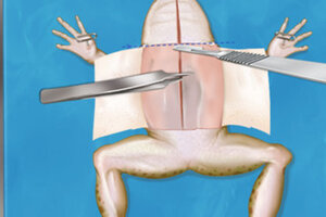 frog dissection video