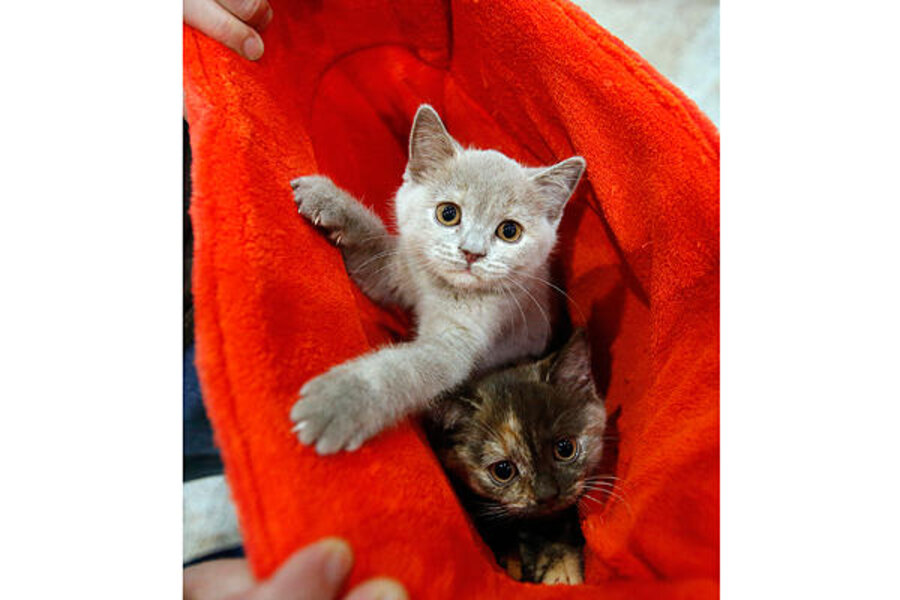 What Is It Like To Be Schrodinger S Cat Csmonitor 