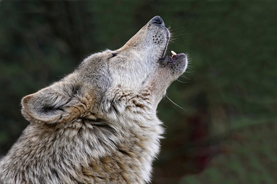 Why do wolves howl? Scientists unravel mystery ...