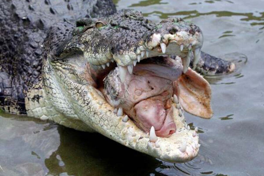 Crocodile attack leads to fatality in Australia  CSMonitor.com