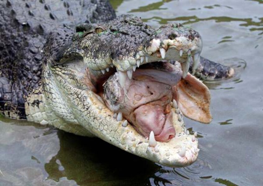 Image result for crocodile attack