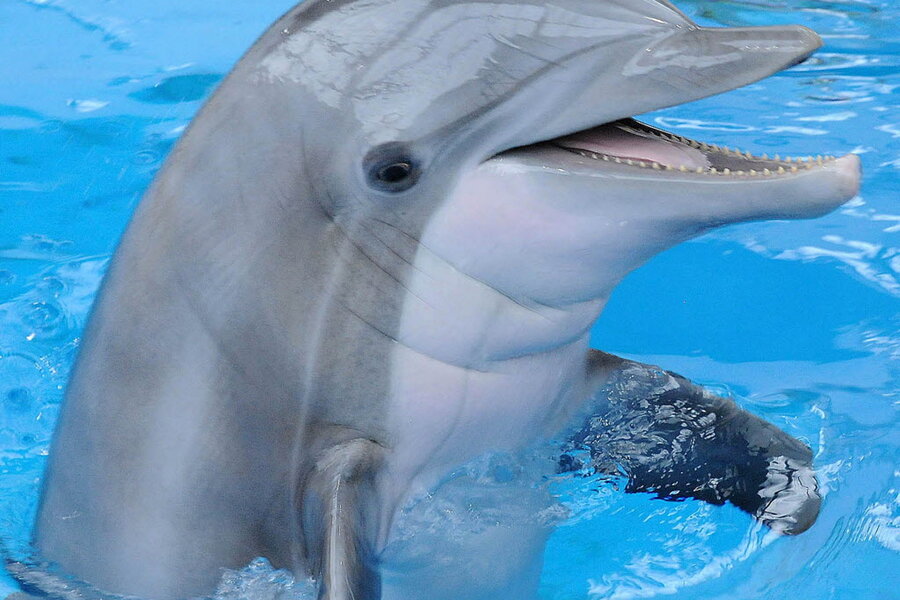 Dolphins Have Different Whistles Based on Their Environment, Smart News