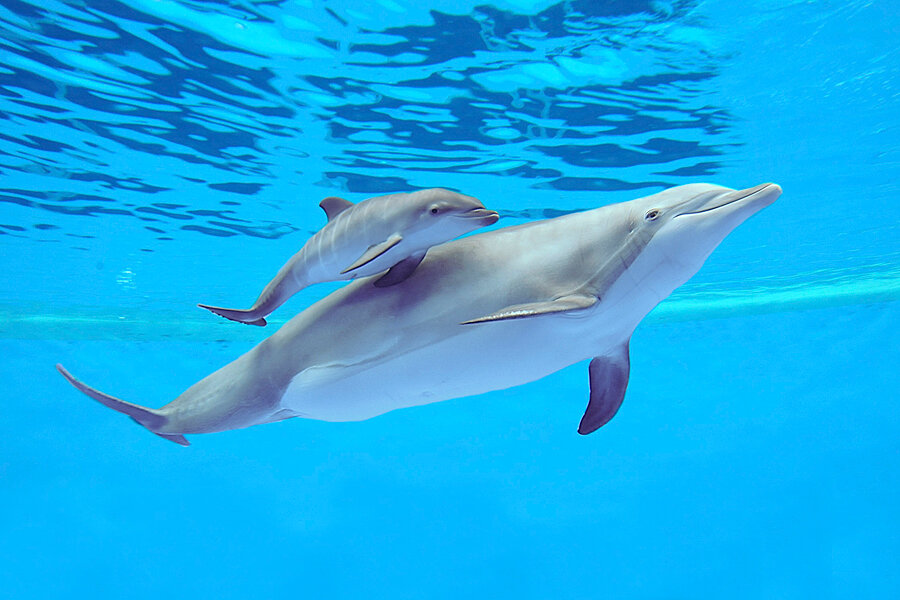 Dolphins! - CSMonitor.com