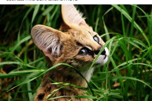 african serval cat