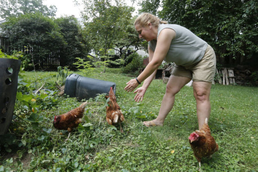 Adopt a chicken: Hens fly the coop via private jet. Moms, here's a pet ...