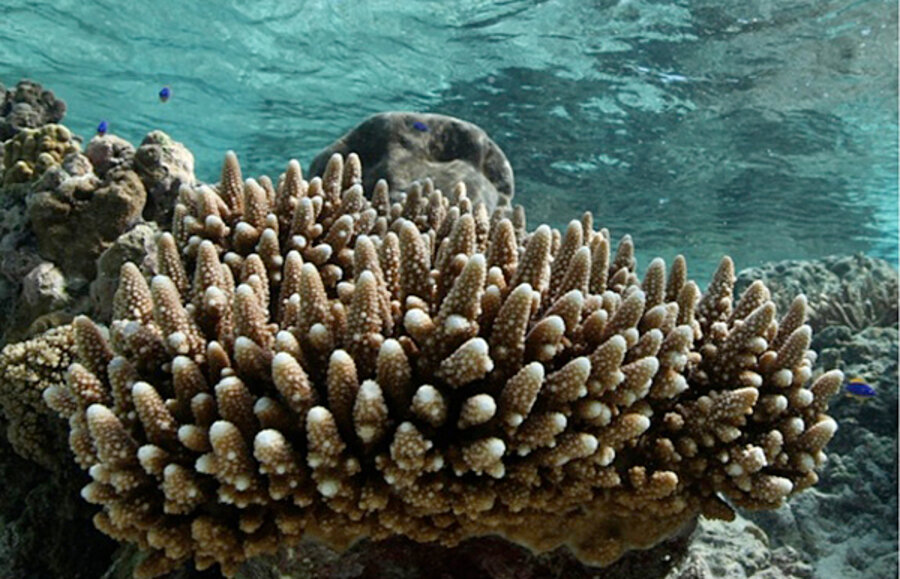 Why are corals turning ghostly white? Scientists unravel mystery. - CSMonitor.com