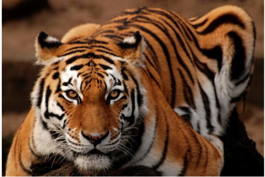 Tigers confirmed as six subspecies, and that is a big deal for conservation  - Connecting Research