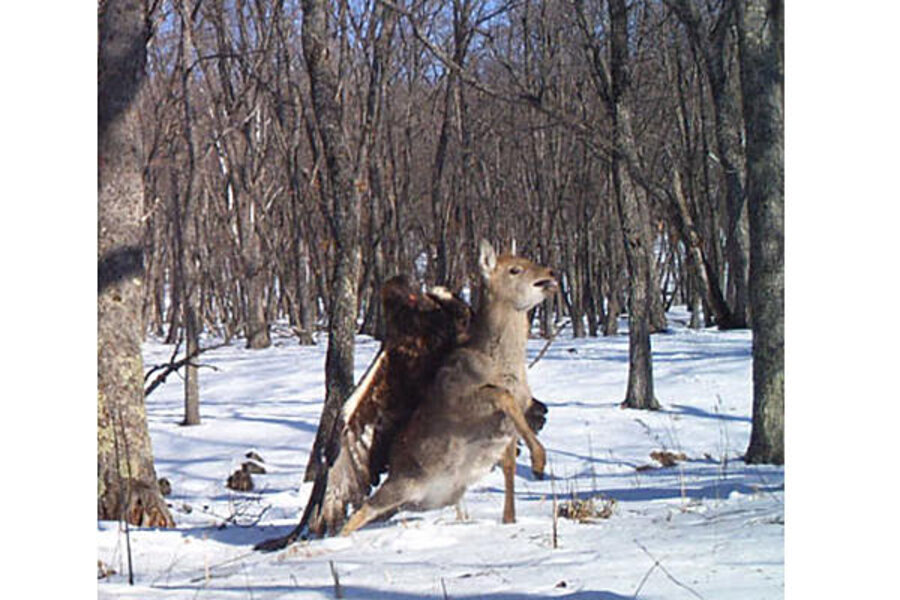 Oh deer! Eagle kills deer in startling glimpse of alpha bird behavior.