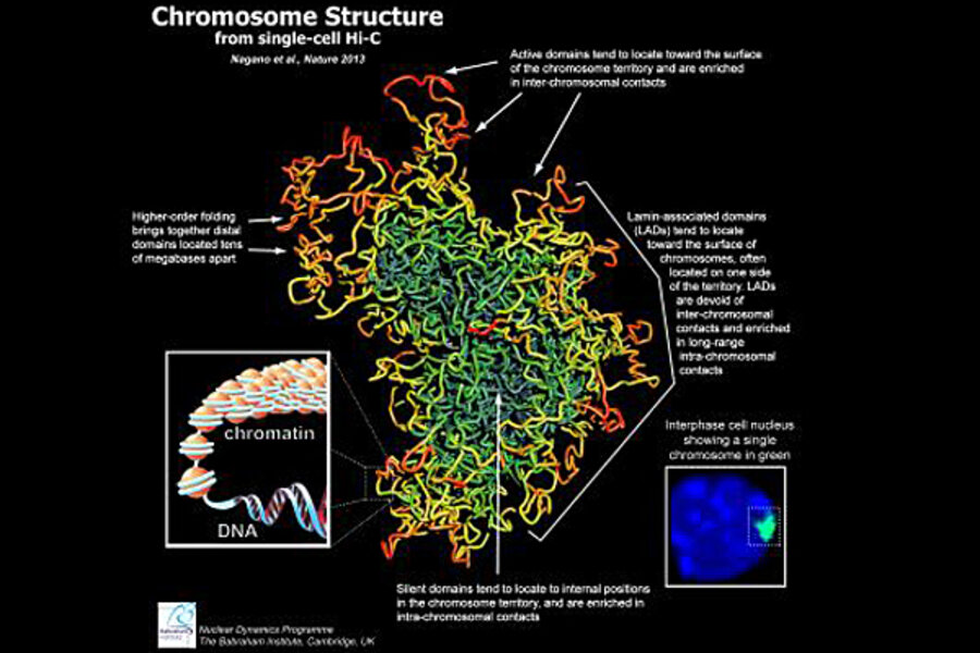 where are chromosomes located