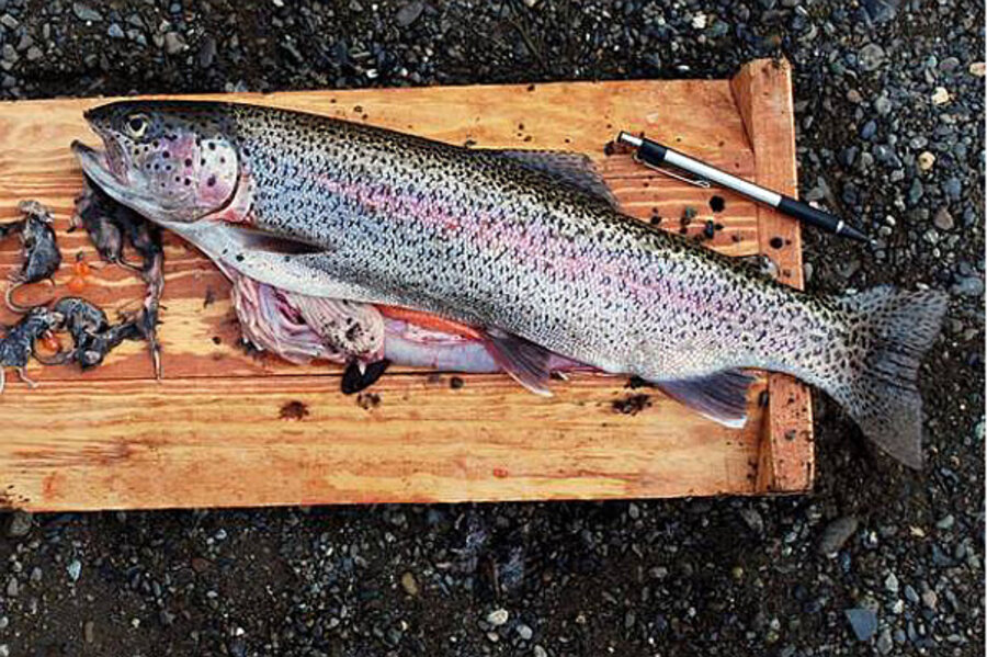 Trout eats shrews? Small trout ate 20 mouse-sized shrews, say scientists. 