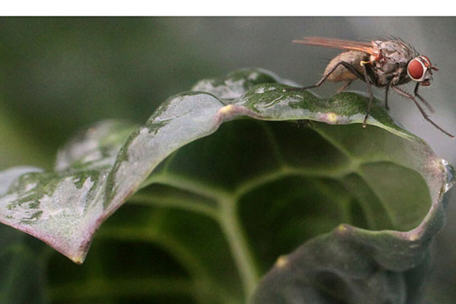 How long can a fly survive without food or water