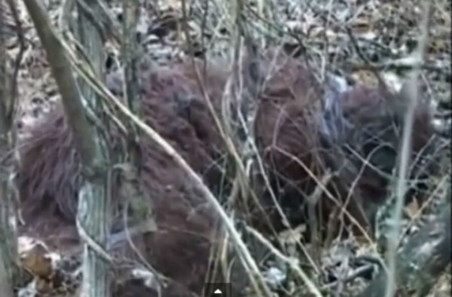 real bigfoot footage