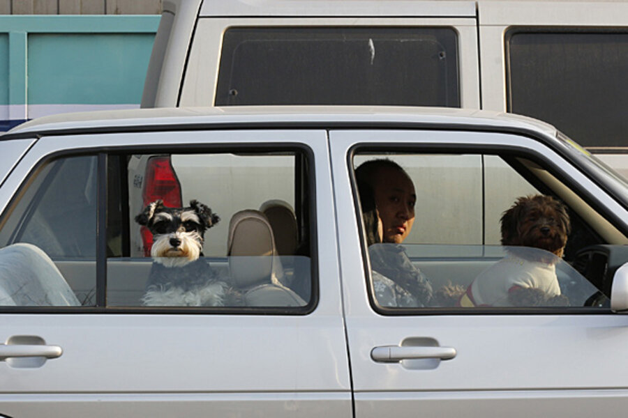 How to keep your pet safe in a car