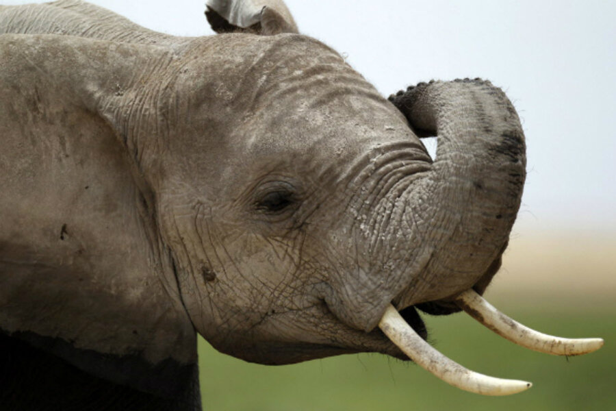 Why elephants work well with people They get the point