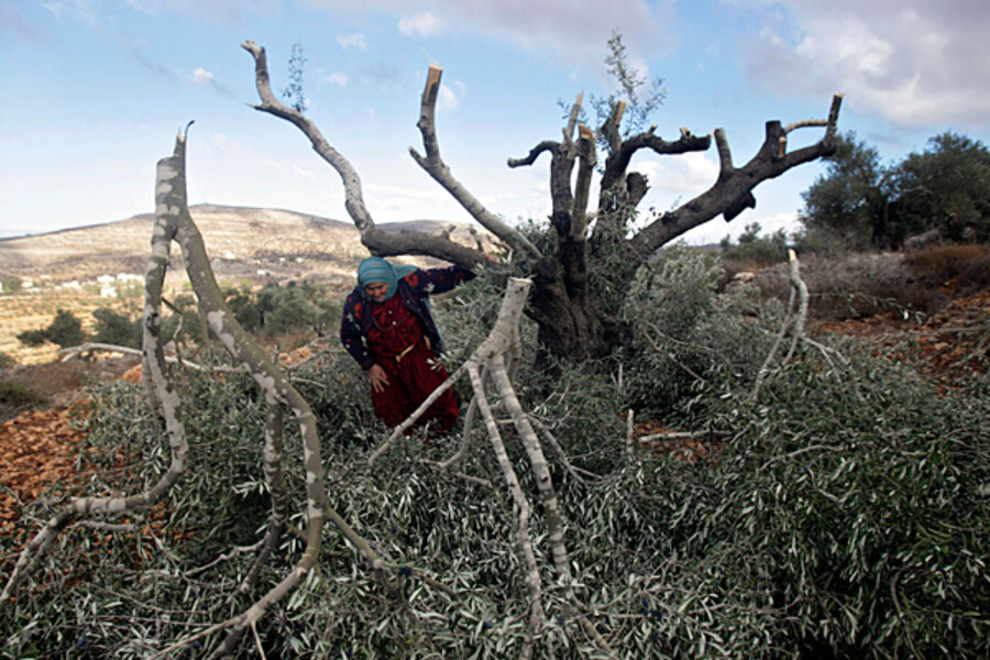 Why rabbis are helping Palestinians defend their olive harvest ...